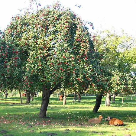 Lindenhof Liepgarten - & Gaststaette Guest house Ueckermunde